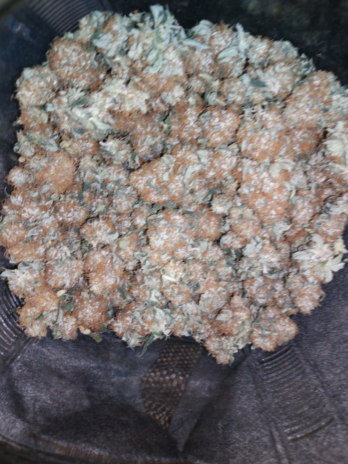 Guptilla