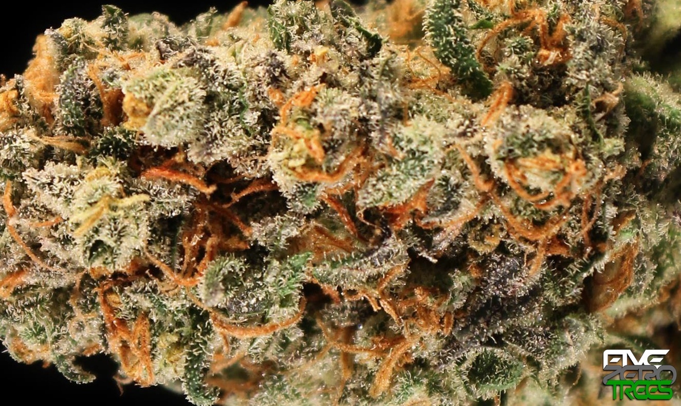 Halo OG
