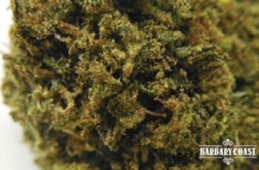 Harlequin OG