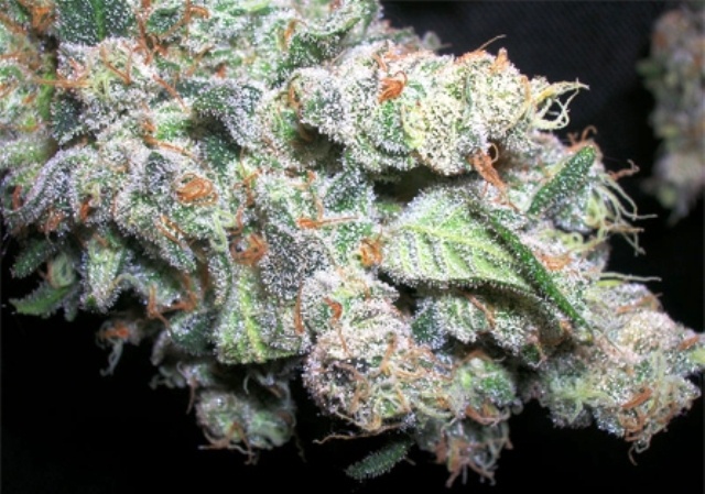 Hashberry