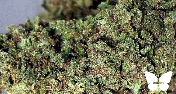 Hawaiian Mango