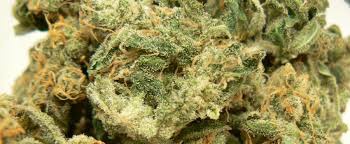 Heavy Duty Fruity