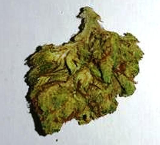 Hemlock