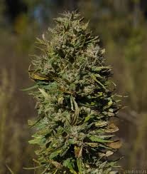 Herijuana Jack 33