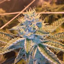 High Desert Og