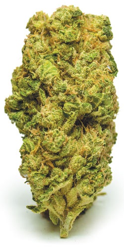 Hitman Og