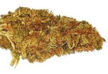 Holland Skunk Special