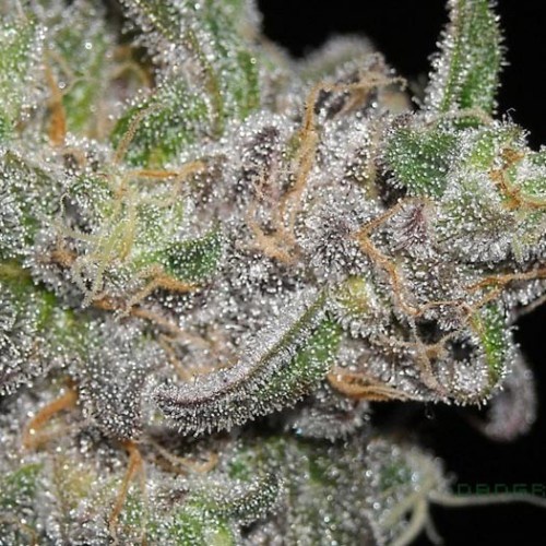 Honey Comb