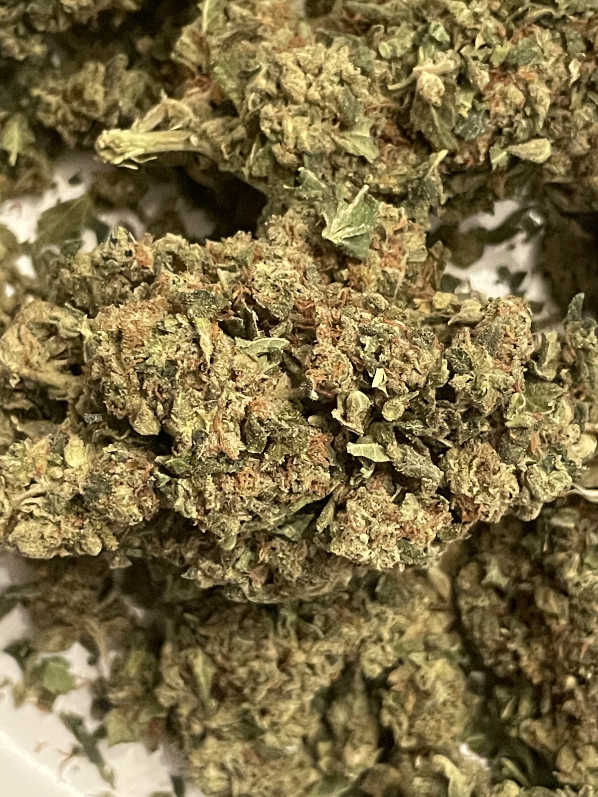Indica Blitz