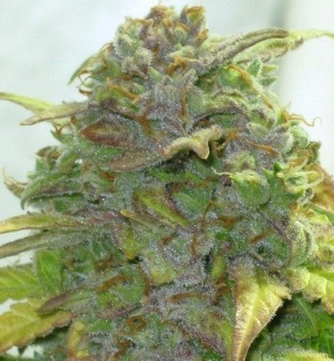 Iranian Autoflower
