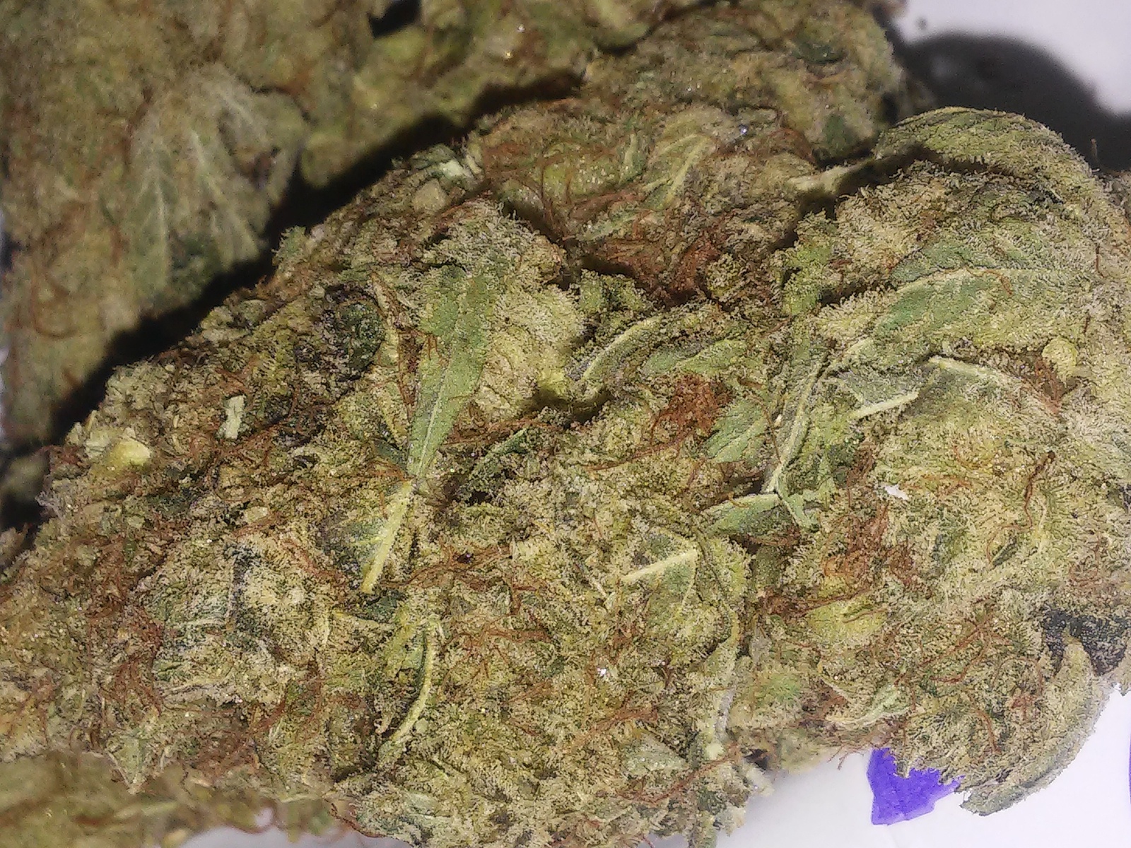 Island Kush