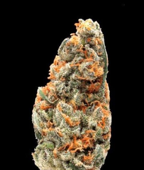 Jack Haze