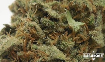 Jack OG
