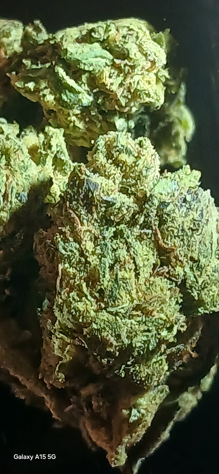 Jack Rabbit