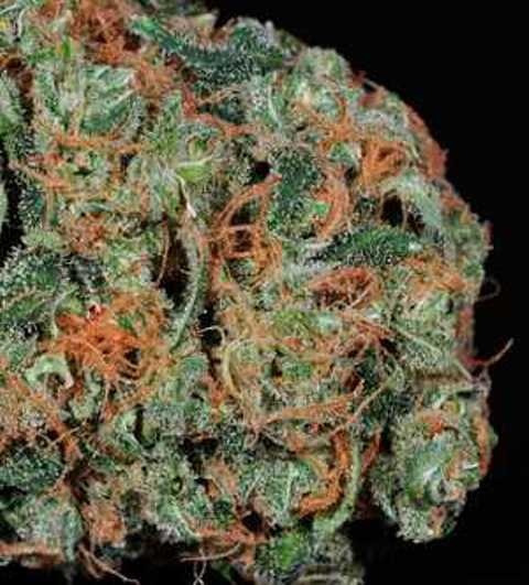 Jah Kush