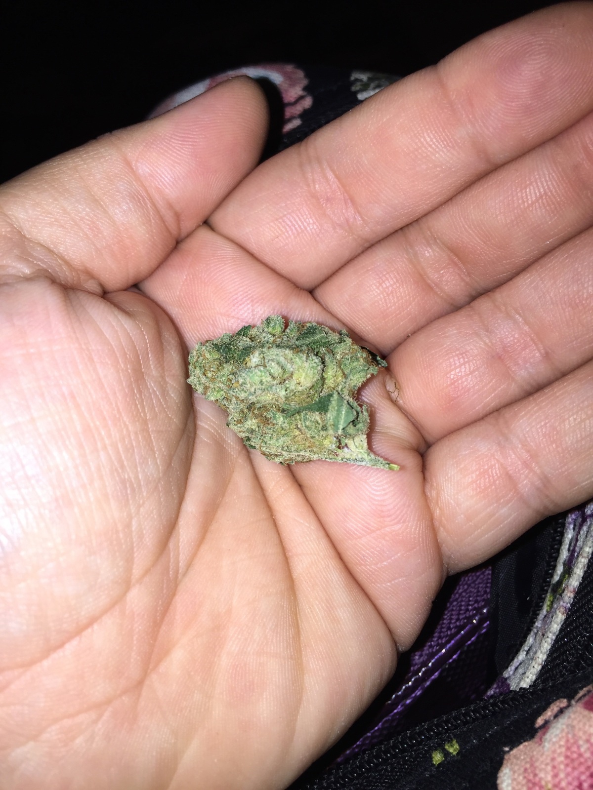 Jasmine