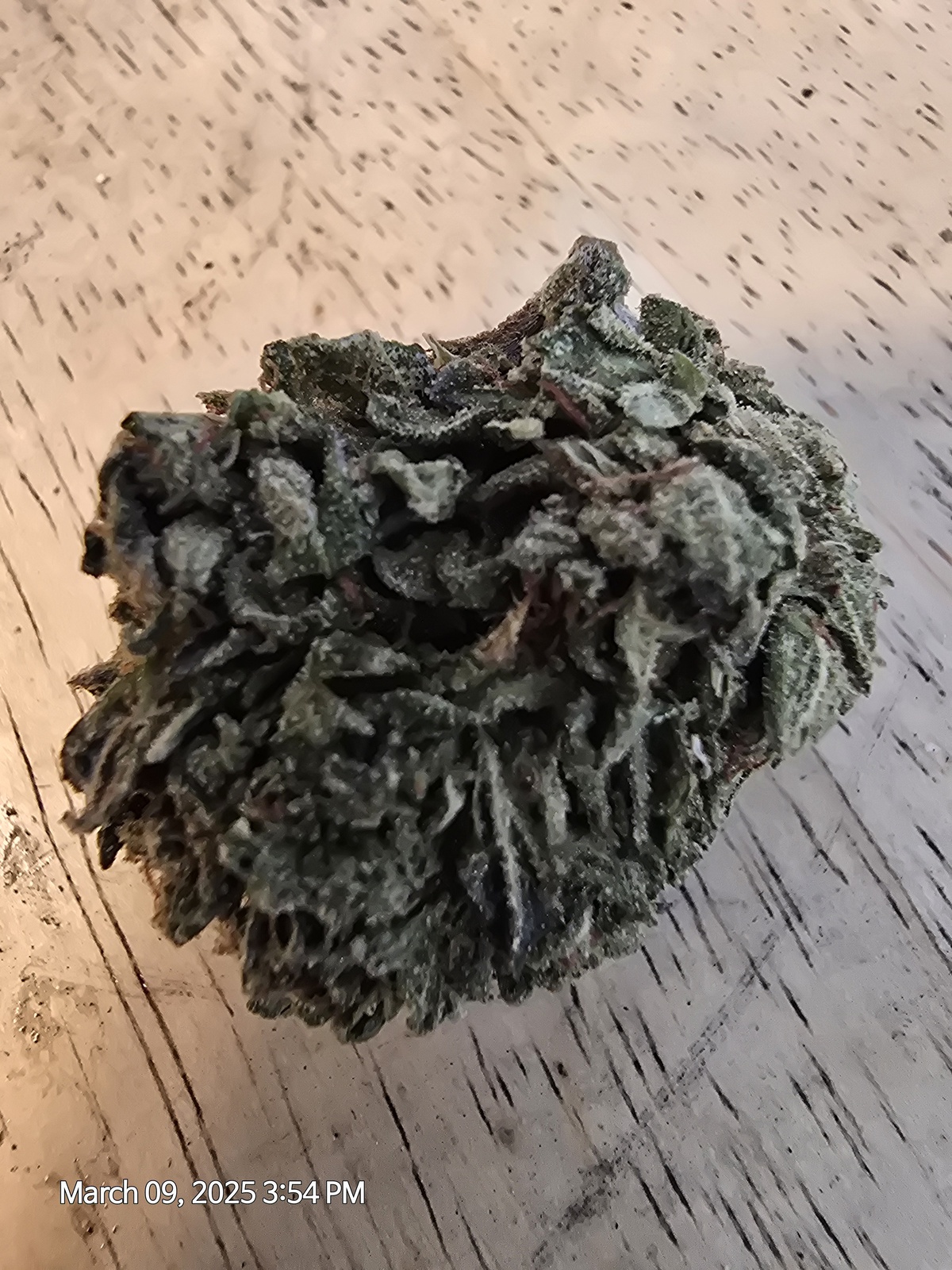 Jerry Garcia OG Kush