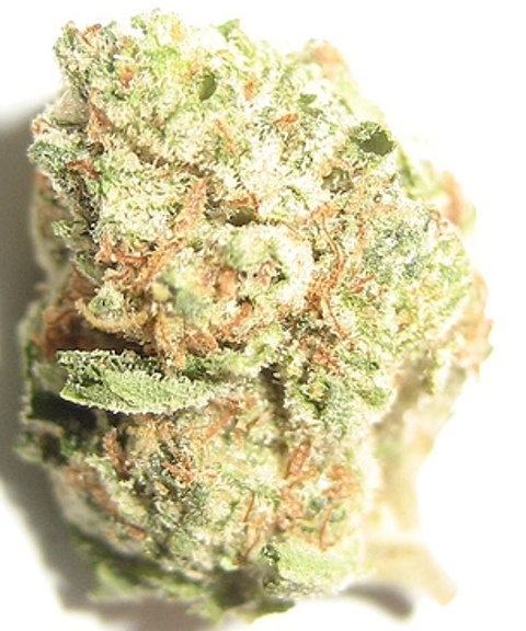 Jupiter Kush
