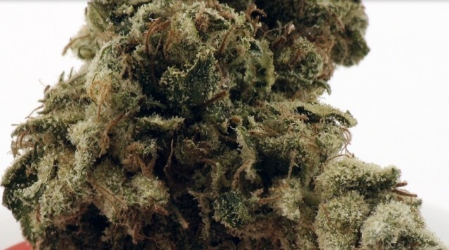 Jurassic Haze