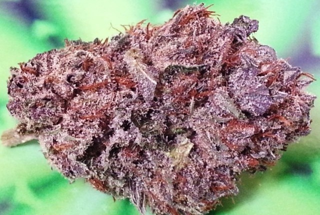 Katsu Kush