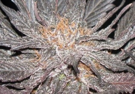 Killer Purple