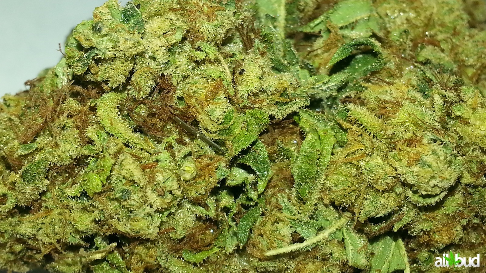 King Louie XIII