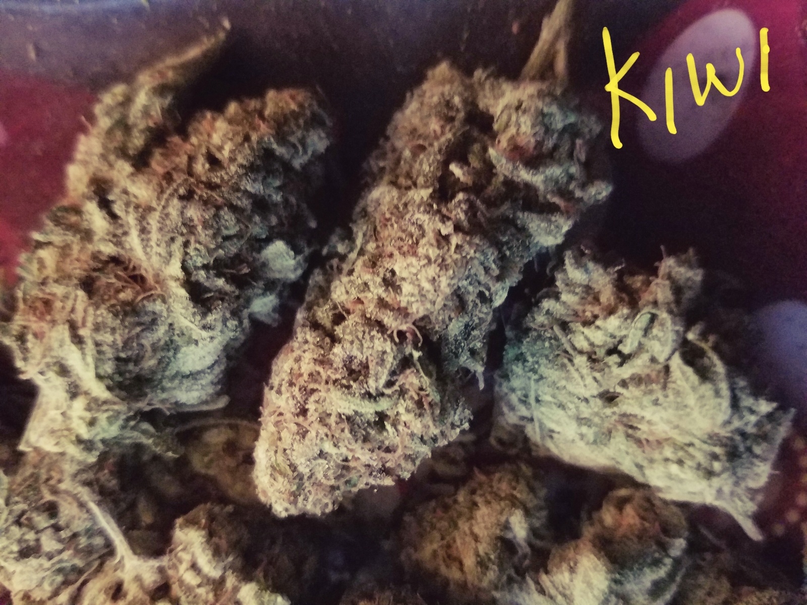 Kiwi Skunk