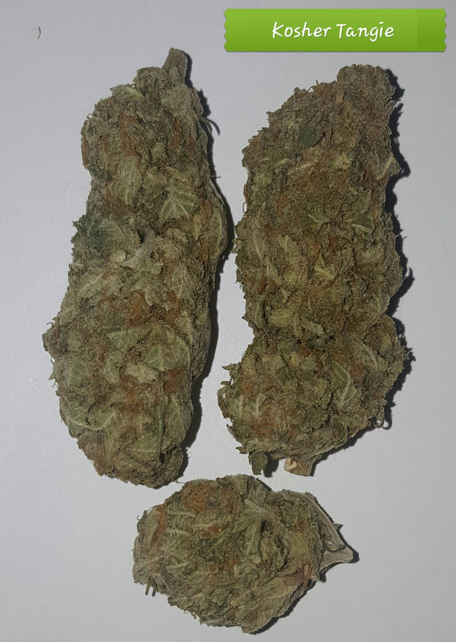 Kosher Tangie