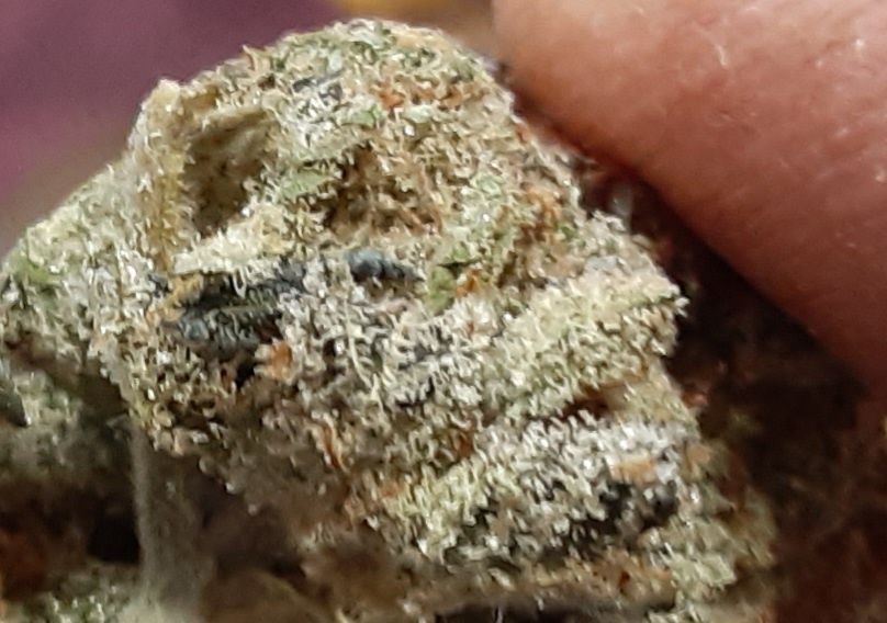Kryptochronic
