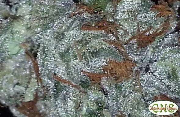 Kurple Fantasy