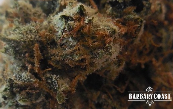 Kush Diesel