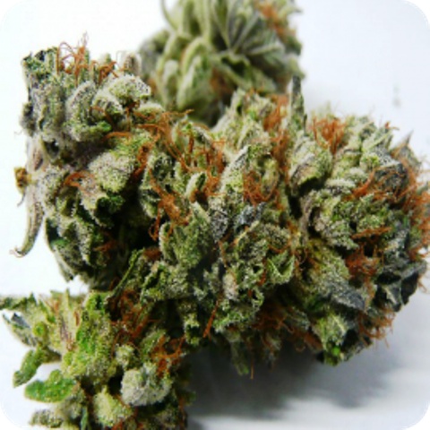 Kush-N-Cheese