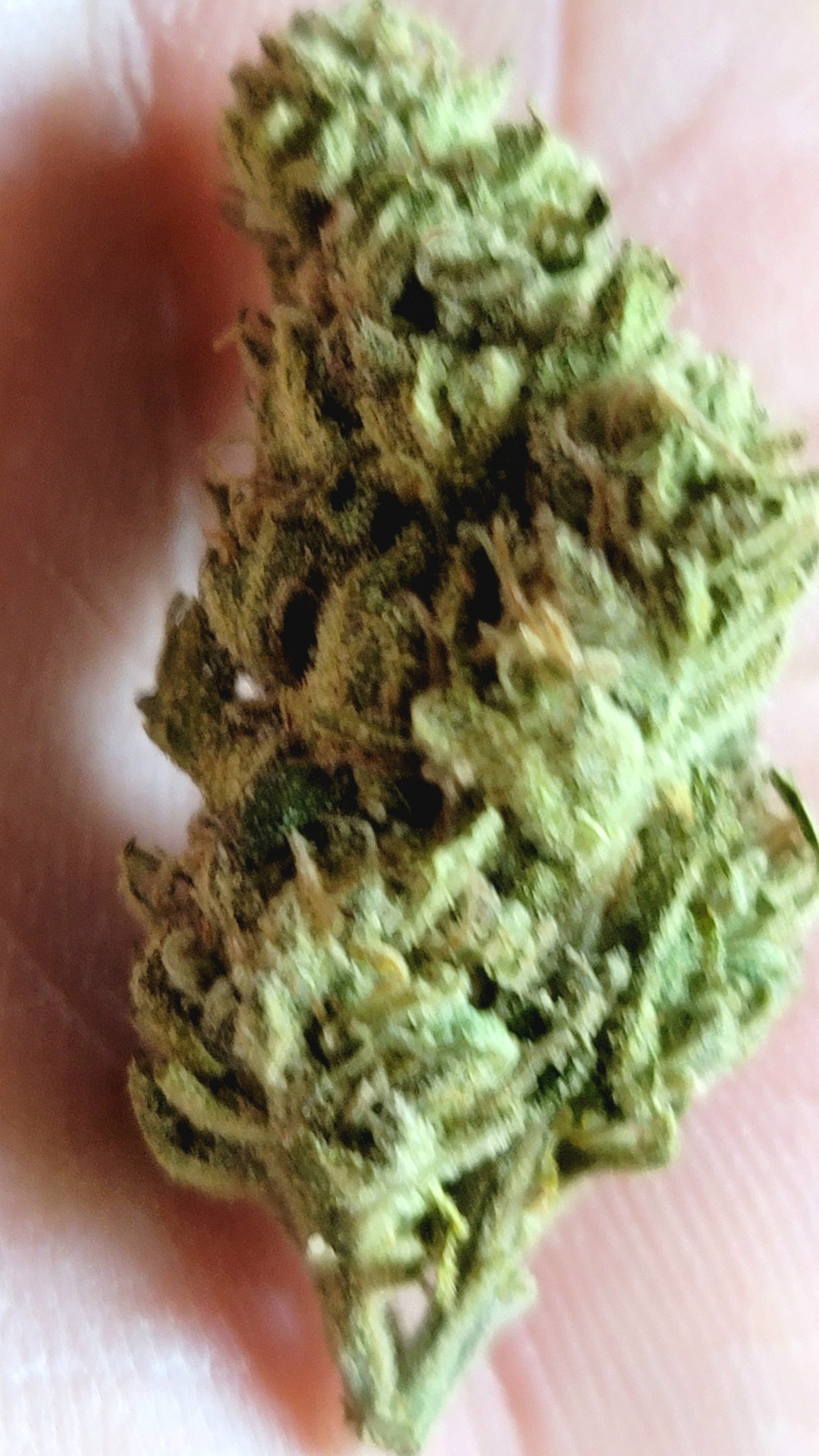 Kushman OG