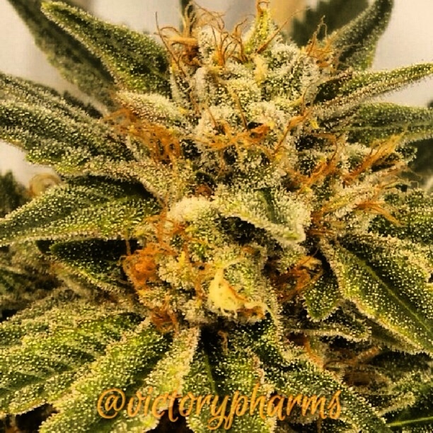 Confidential Cheese