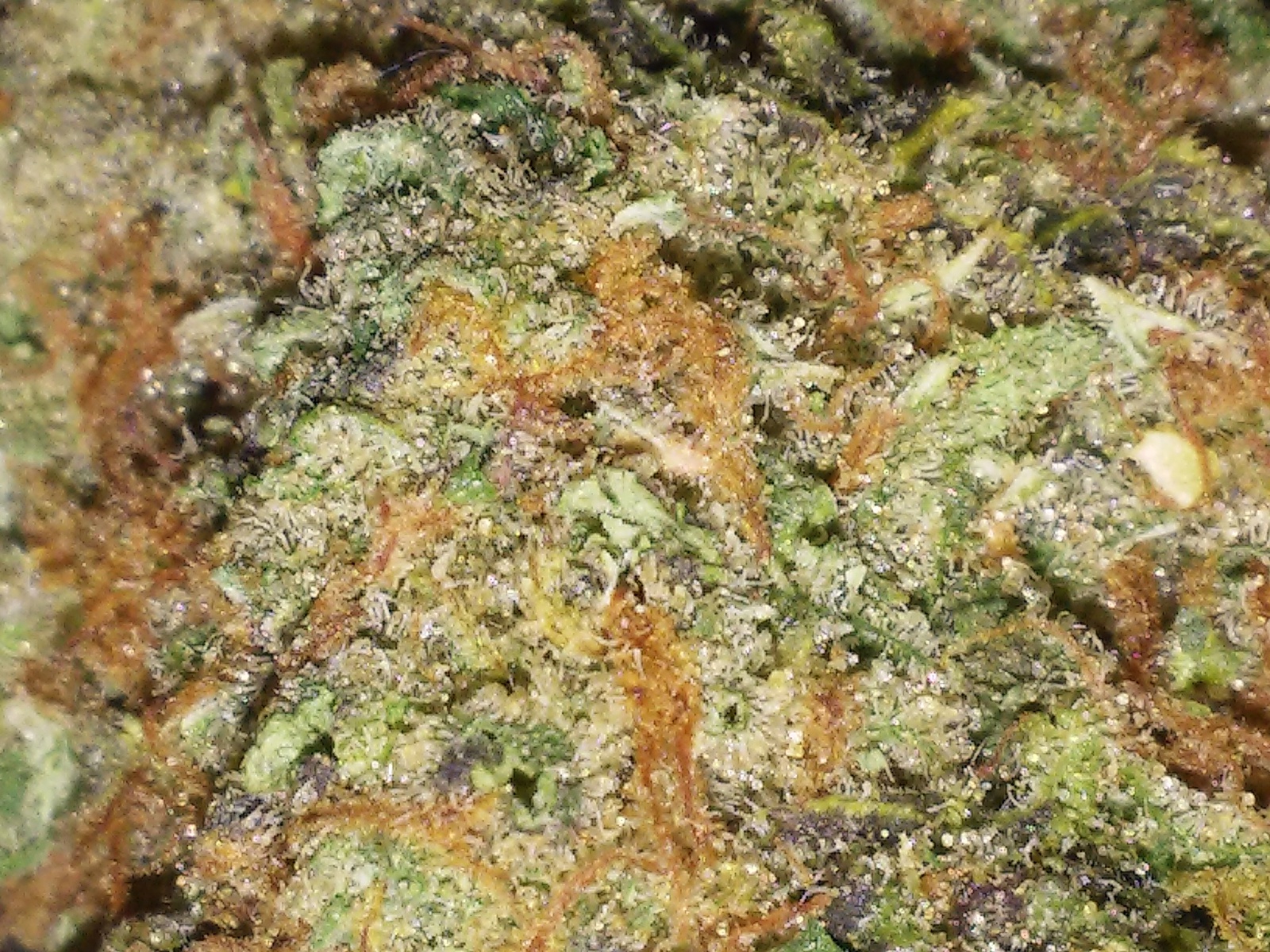 LA OG