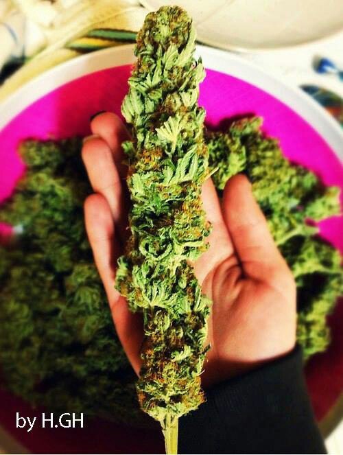 Lavender Kush