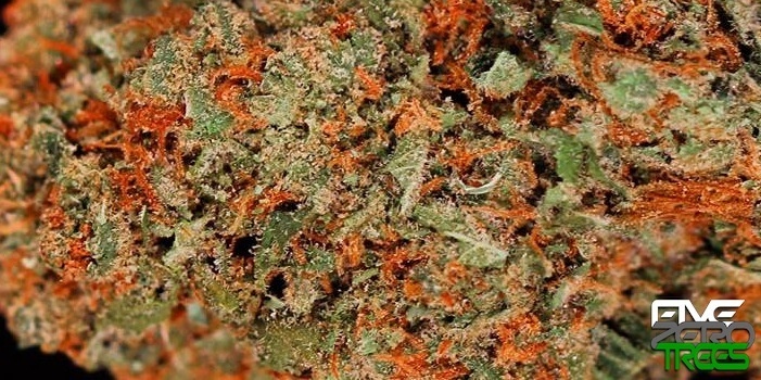 Lemon Dawg