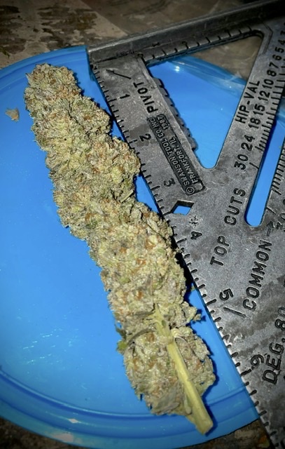 Lemon OG Haze