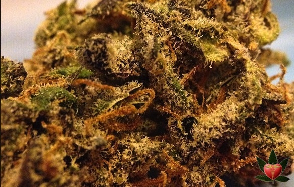 Lemon Sour Diesel