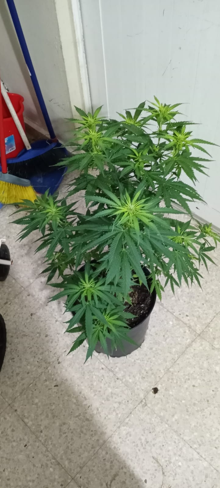 Lithium OG Kush