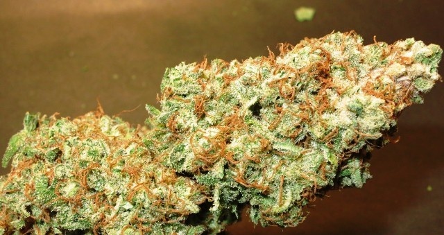Lost Coast Hashplant