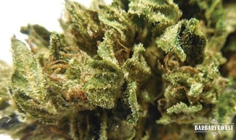 Lost Coast OG
