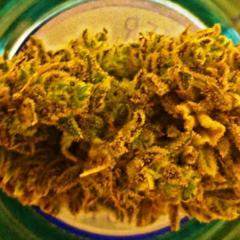 Lost Sierra Night Nurse