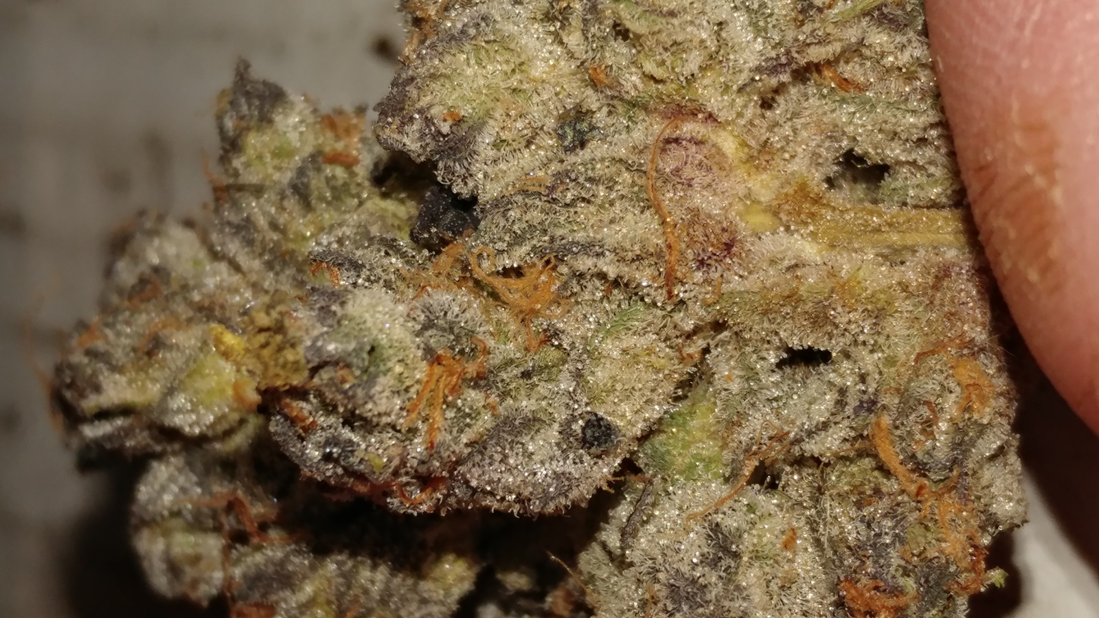 Mag Landrace