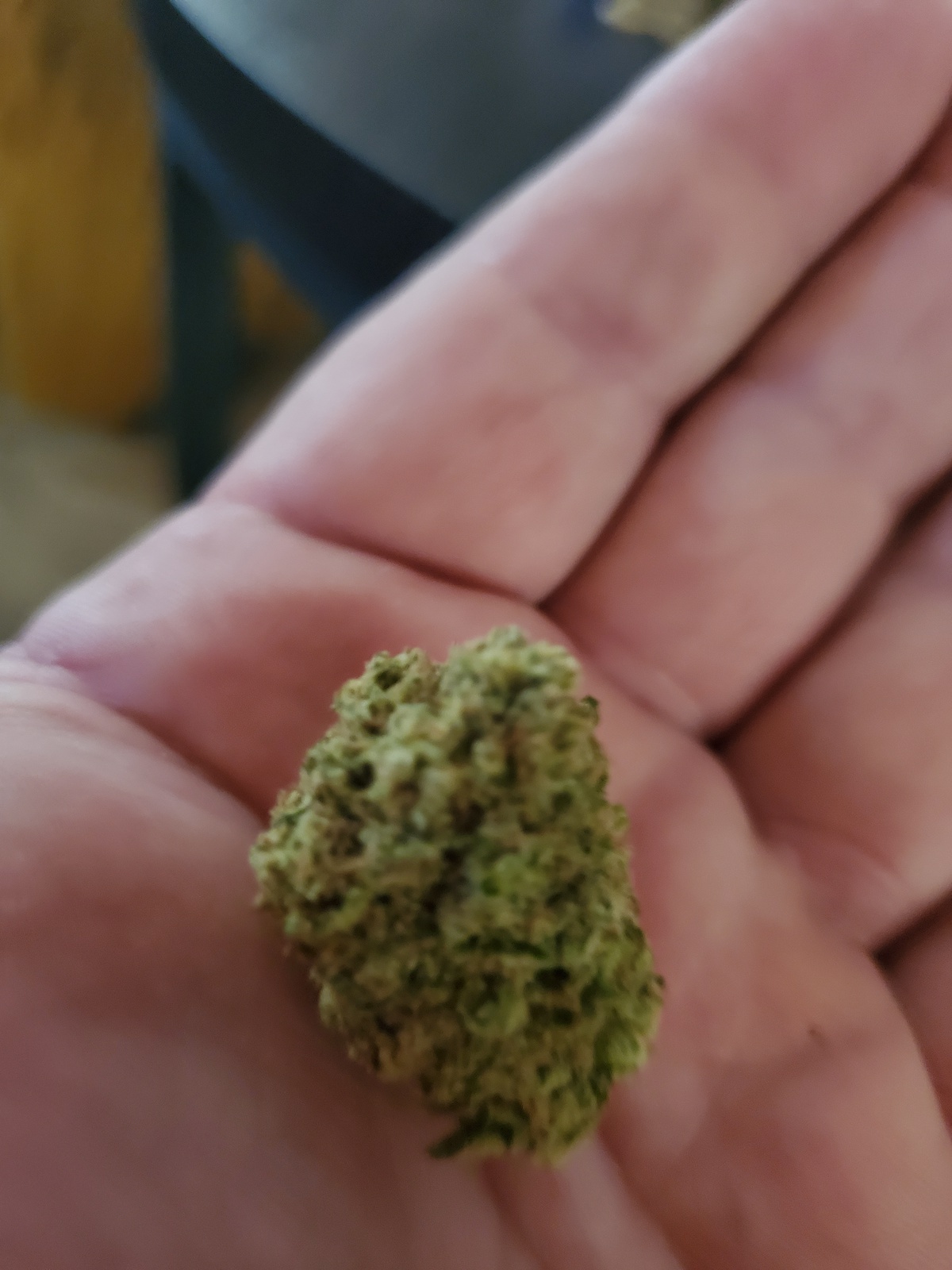 Magnum OG