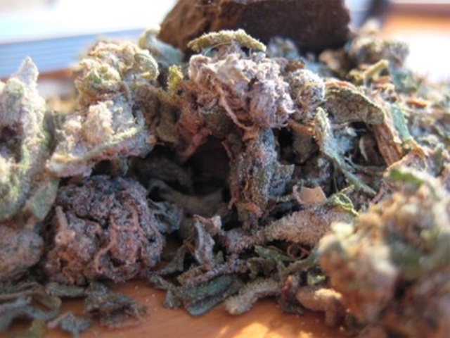 Manitoba Poison