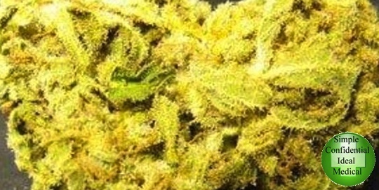 Master Skunk