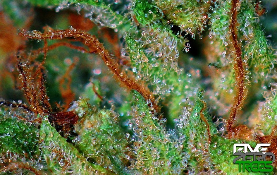 Maui Bubble Gift