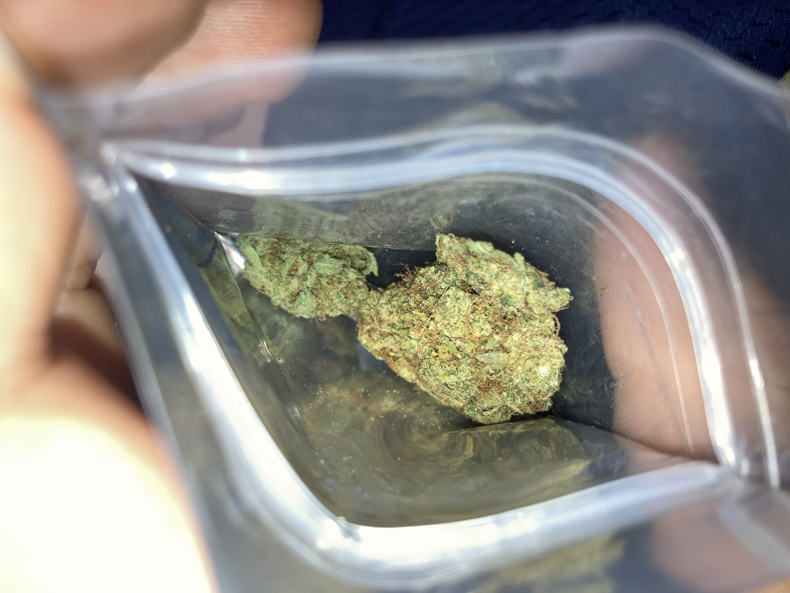 Maui Mango Diesel