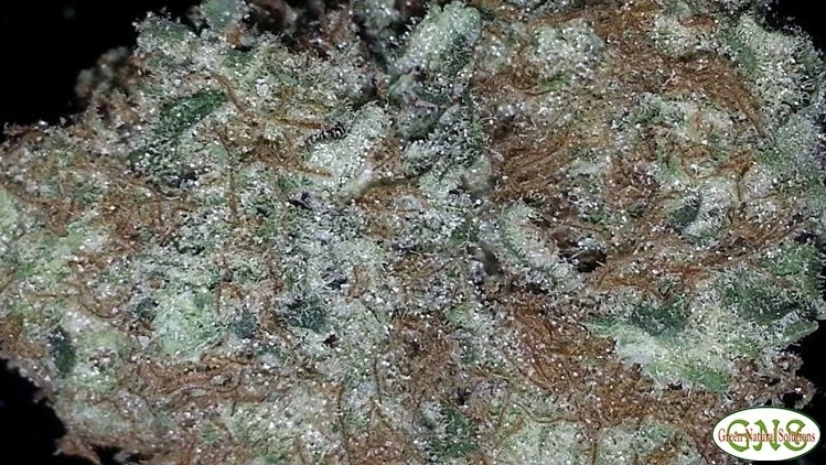 Medibud
